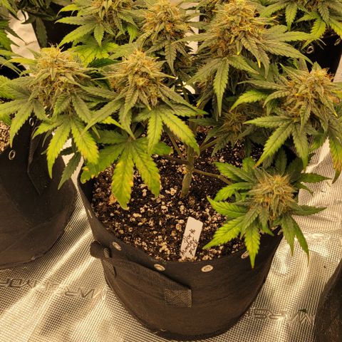 Thunderfuck 1 growlog photo: They all went to long without water while i was away but i think im bringing them back.