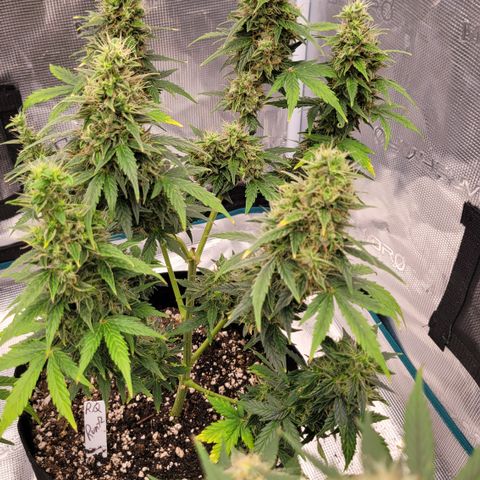 Thunderfuck 1 growlog photo: They all went to long without water while i was away but i think im bringing them back.