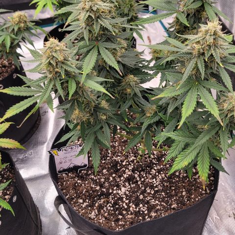 Thunderfuck 1 growlog photo: They all went to long without water while i was away but i think im bringing them back.