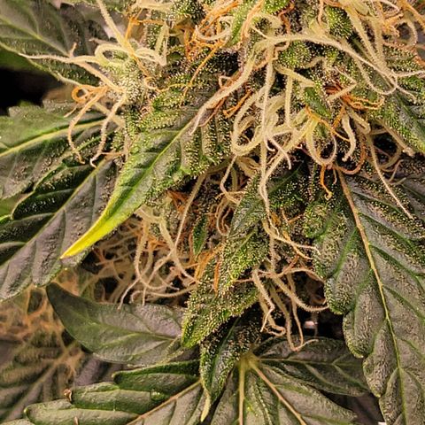 Thunderfuck 1 growlog photo: They all went to long without water while i was away but i think im bringing them back.