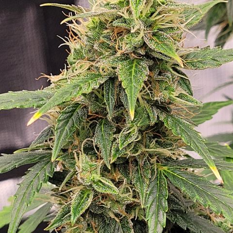 Thunderfuck 1 growlog photo: They all went to long without water while i was away but i think im bringing them back.