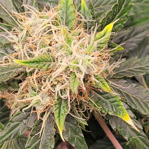 Thunderfuck 1 growlog photo: They all went to long without water while i was away but i think im bringing them back.