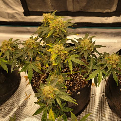 Thunderfuck 1 growlog photo: They all went to long without water while i was away but i think im bringing them back.