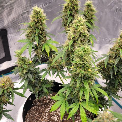 Royal Runtz growlog photo: Runtz is doing well also liking these genetics from royal queen seeds.