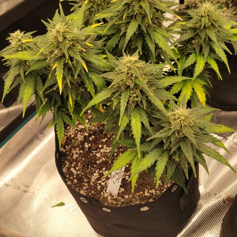 Northern lights 1 growlog photo: Northern lights which i have grown before this ones turning out much better than my first go.