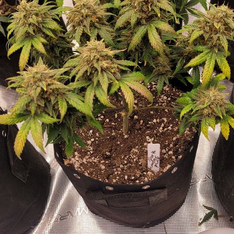 Thunderfuck 1 growlog photo: North thunder fuck from royal queen is very unique and terpenes and looking good.