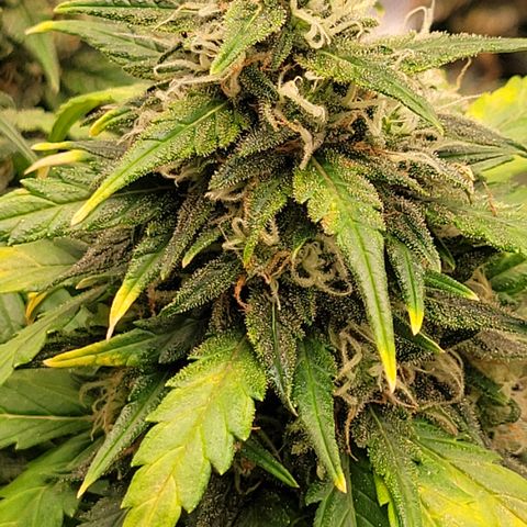Thunderfuck 1 growlog photo: Close ups of my favorites.