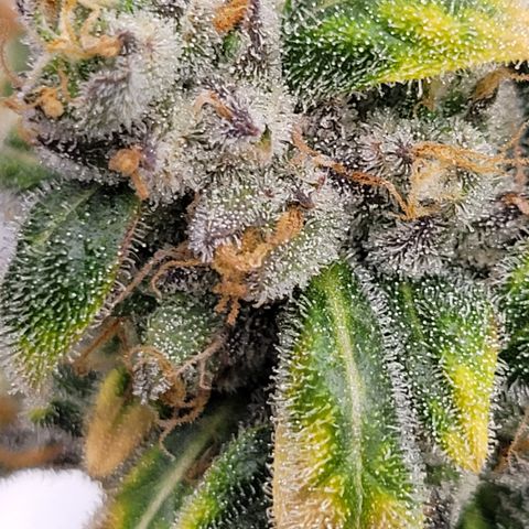 Thunderfuck 1 growlog photo: Close ups of my favorites.