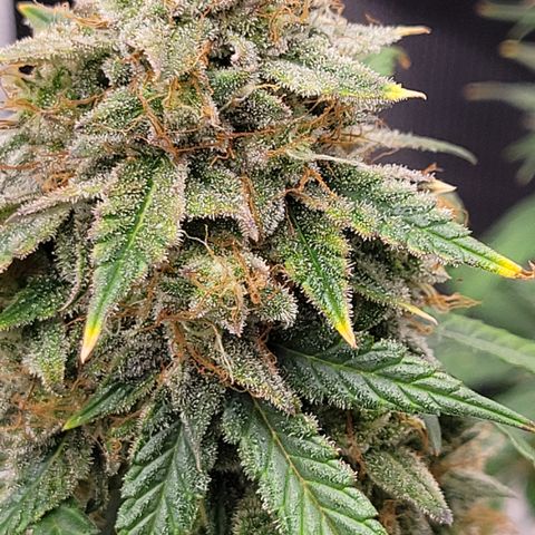 Thunderfuck 1 growlog photo: Close ups of my favorites.