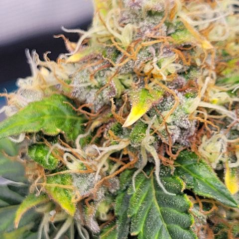 Thunderfuck 1 growlog photo: Close ups of my favorites.