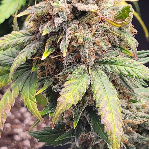 Thunderfuck 1 growlog photo: Close ups of my favorites.