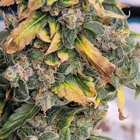 Thunderfuck 1 growlog photo: Close ups of my favorites.