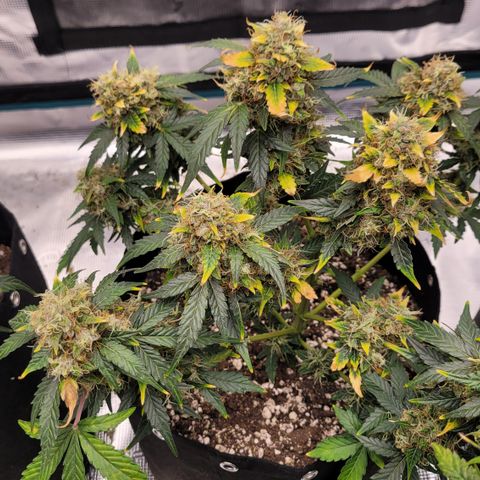 Mimosa25 growlog photo: Memosa auto