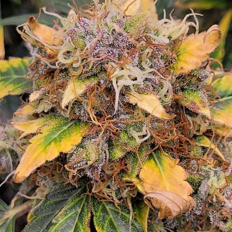 Mimosa25 growlog photo: Memosa auto