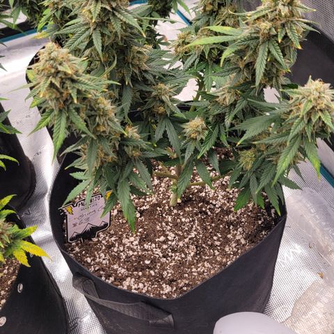 Laughing gas 1 growlog photo: Laughing gas 