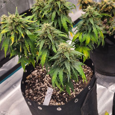 Northern lights 1 growlog photo: Northern lights
