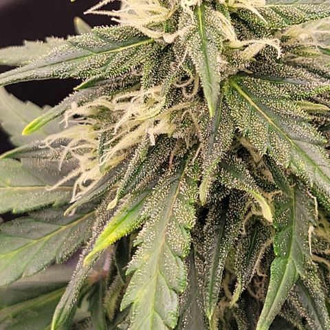 Northern lights 1 growlog photo: Northern lights