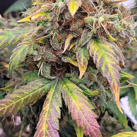 Thunderfuck 1 growlog photo: I am in love with this plant. The leafs and buds are so purple. Its almost time but gonna wait 5 more days.