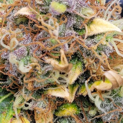 Thunderfuck 1 growlog photo: I am in love with this plant. The leafs and buds are so purple. Its almost time but gonna wait 5 more days.