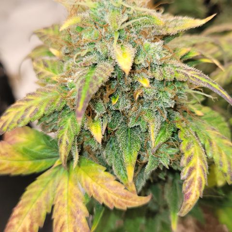 Thunderfuck 1 growlog photo: I am in love with this plant. The leafs and buds are so purple. Its almost time but gonna wait 5 more days.