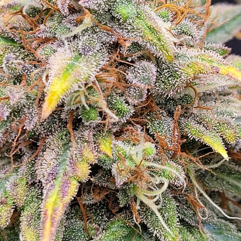 Thunderfuck 1 growlog photo: I am in love with this plant. The leafs and buds are so purple. Its almost time but gonna wait 5 more days.