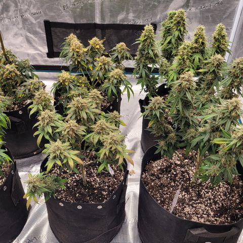 Thunderfuck 1 growlog photo: I am in love with this plant. The leafs and buds are so purple. Its almost time but gonna wait 5 more days.