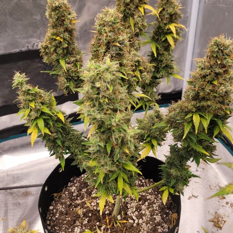 Royal Runtz growlog photo: Another one thats has a fruity, candy kinda vibe. Great looking buds there huge and dense.