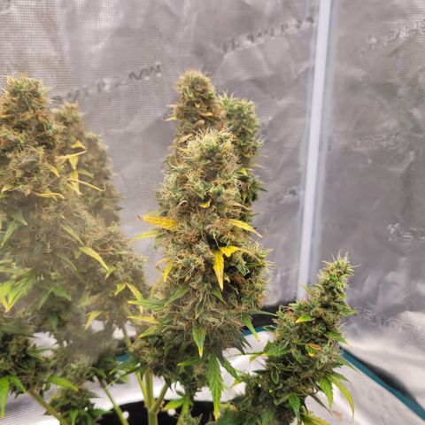 Royal Runtz growlog photo: Another one thats has a fruity, candy kinda vibe. Great looking buds there huge and dense.