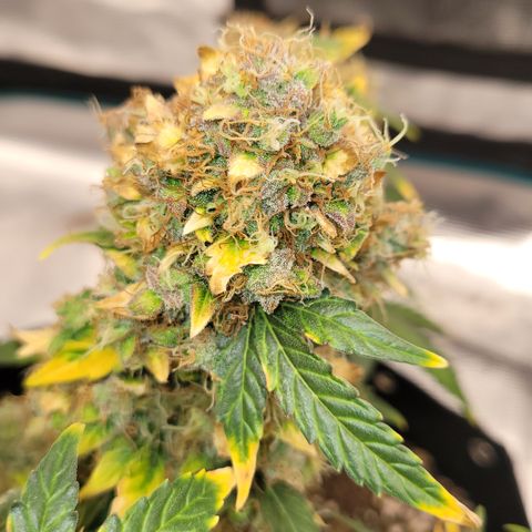 Mimosa25 growlog photo: Almost ready. This is by far the best smelling fruity, gassy spoiled fruit. Loving it. Leafs are turning so another 5 days maybe 7. 