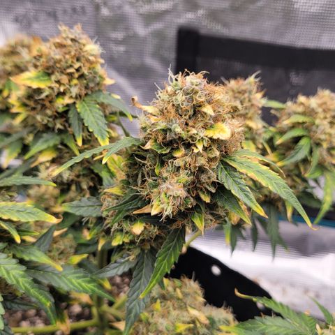 Mimosa25 growlog photo: Almost ready. This is by far the best smelling fruity, gassy spoiled fruit. Loving it. Leafs are turning so another 5 days maybe 7. 