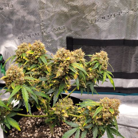Mimosa25 growlog photo: Almost ready. This is by far the best smelling fruity, gassy spoiled fruit. Loving it. Leafs are turning so another 5 days maybe 7. 
