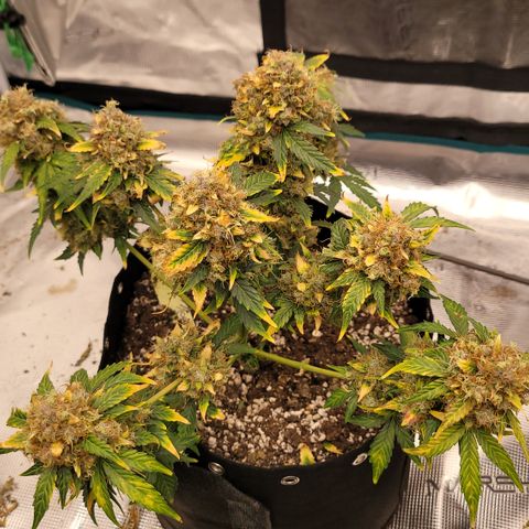Mimosa25 growlog photo: Almost ready. This is by far the best smelling fruity, gassy spoiled fruit. Loving it. Leafs are turning so another 5 days maybe 7. 