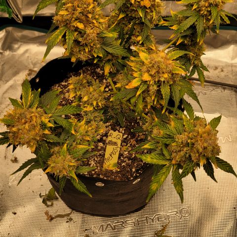 Mimosa25 growlog photo: Almost ready. This is by far the best smelling fruity, gassy spoiled fruit. Loving it. Leafs are turning so another 5 days maybe 7. 