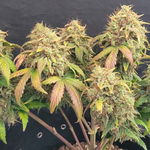 Thunderfuck 1 growlog photo: North thunder fuck. 