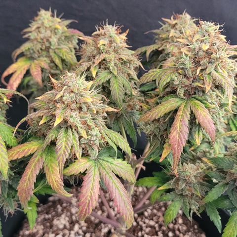 Thunderfuck 1 growlog photo: North thunder fuck. 