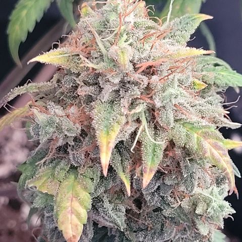 Thunderfuck 1 growlog photo: North thunder fuck. 