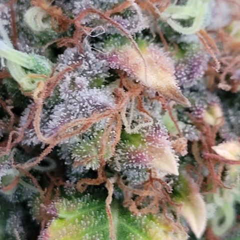 Mimosa25 growlog photo: Memosa from Royal Queen.