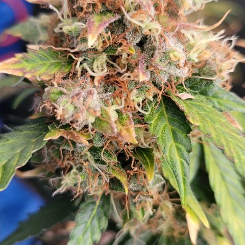 Mimosa25 growlog photo: Memosa from Royal Queen.