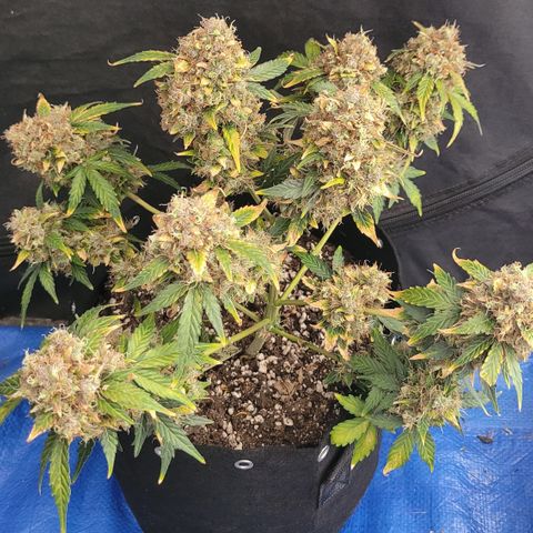 Mimosa25 growlog photo: Memosa from Royal Queen.