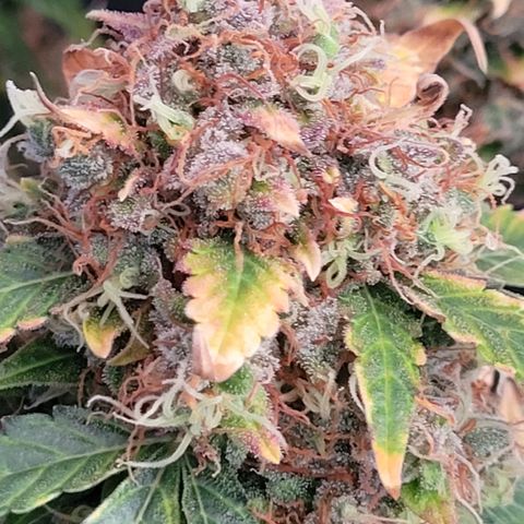 Mimosa25 growlog photo: Memosa from Royal Queen.