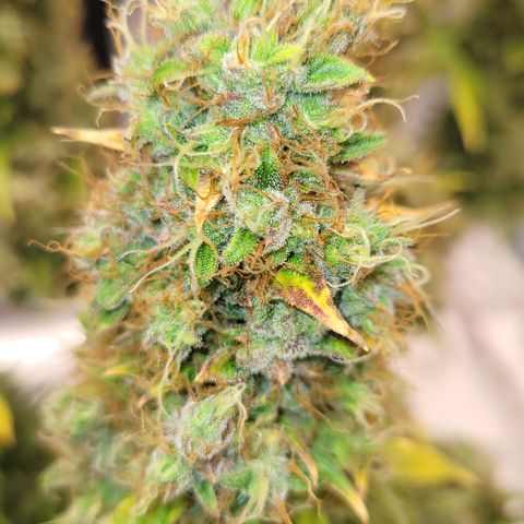 Royal Runtz growlog photo: Runtz auto from Royal Queen seeds