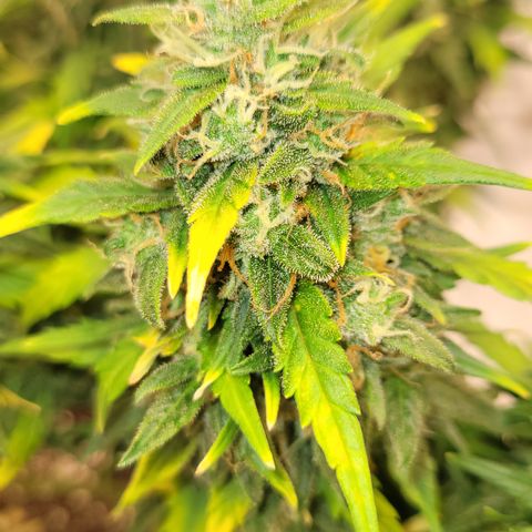 Northern lights 1 growlog photo: Northern lights. My least favorite
