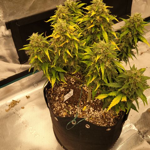 Northern lights 1 growlog photo: Northern lights. My least favorite