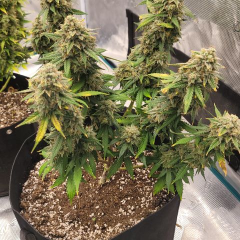 Laughing gas 1 growlog photo: Laughing gas from Mephisto. Smells awesome.