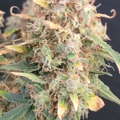 Mimosa25 growlog photo: Memosa auto Royal Queen seeds