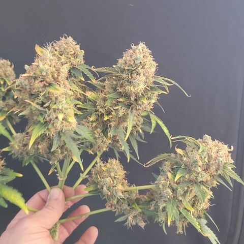 Mimosa25 growlog photo: Memosa auto Royal Queen seeds