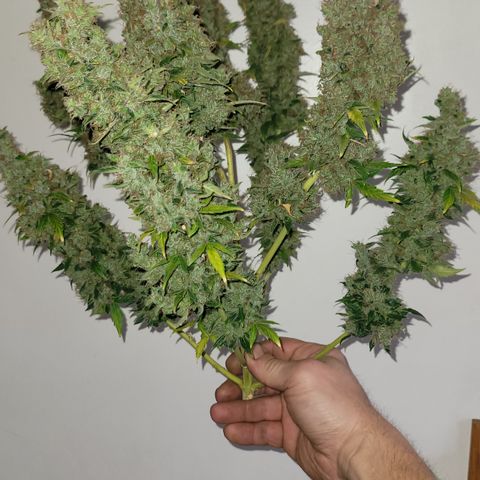 Royal Runtz growlog photo: Harvested this morning around 90 days for runtz auto flower.