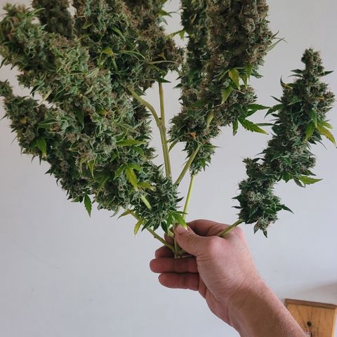 Royal Runtz growlog photo: Harvested this morning around 90 days for runtz auto flower.