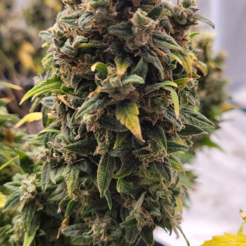 Northern lights 1 growlog photo: Northern lights 5 days from harvest.