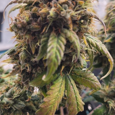 Thunderfuck 1 growlog photo: North Thunder Fuck 4 to 5 days from harvest.